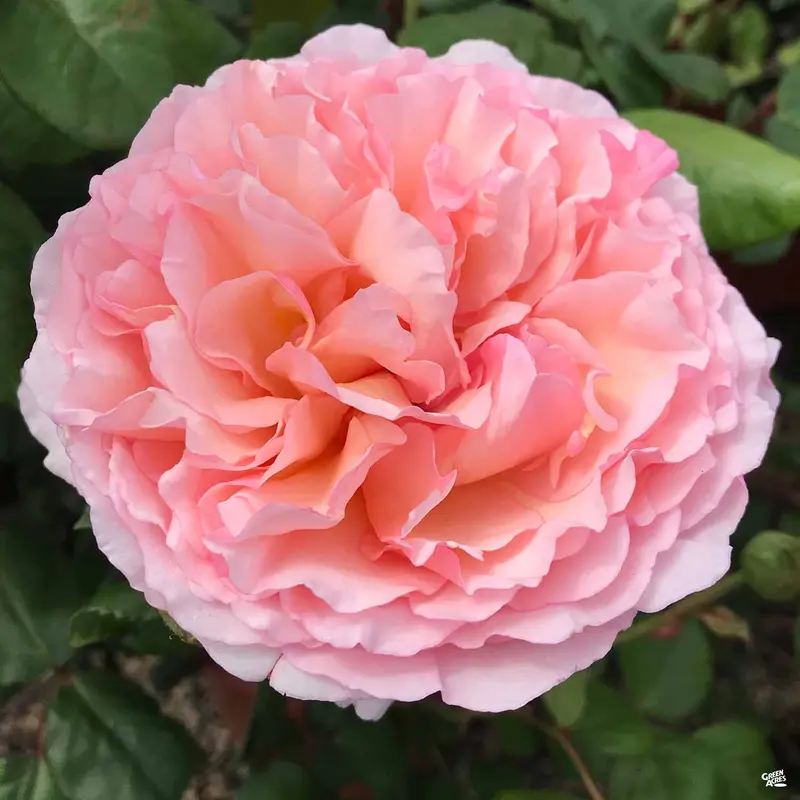 Princess Charlene de Monaco® Rose Bareroot