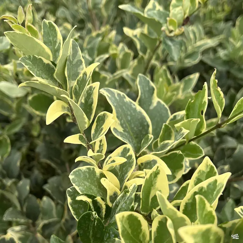 Privet 'Jack Frost'