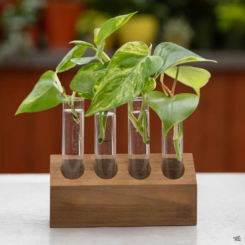 Propagation Kit with Wooden Base