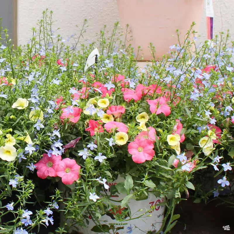Proven Winners® Combo Pots