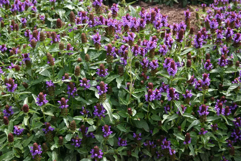 Prunella vulgaris (Self Heal/Heal-All) Seed