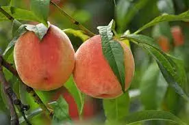 Prunus - Contender Peach - #10