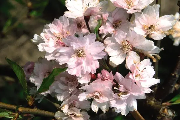 Prunus- Double Weeping Higan Cherry