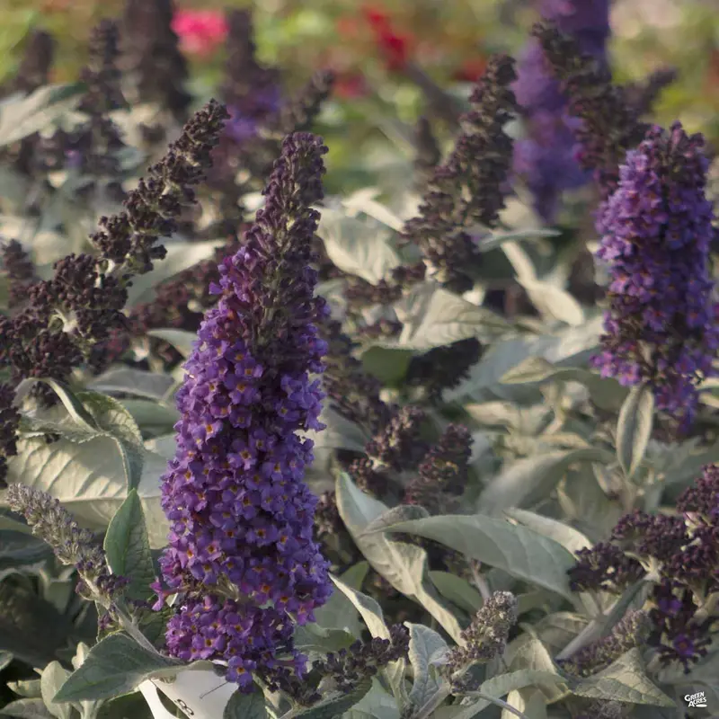 Pugster Blue® Butterfly Bush