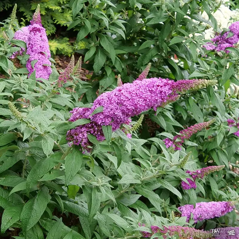 Pugster Pinker® Butterfly Bush