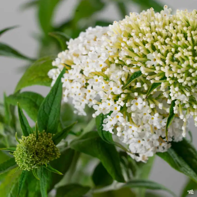 Pugster White® Butterfly Bush