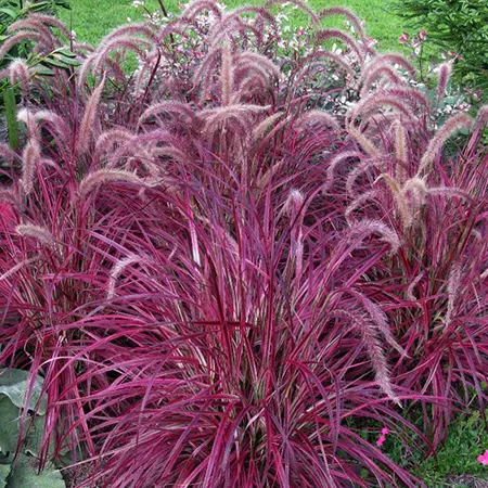 Purple Fountain Grass- 5" Ornamental Grasses