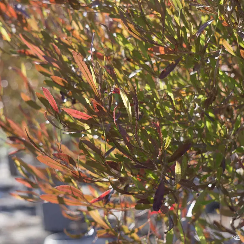 Purple Hopseed Bush