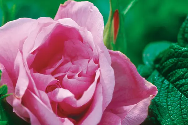 Purple Pavement Rose