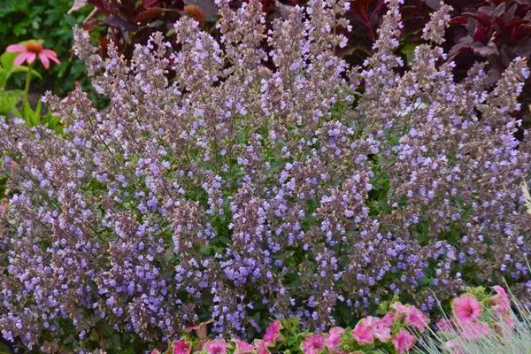 Purrsian Blue Catmint