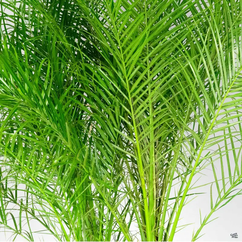Pygmy Date Palm