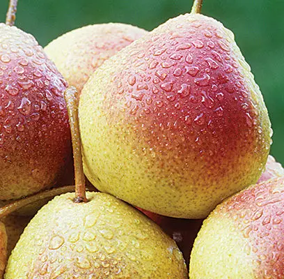 Pyrus- Summercrisp Pear - 5 Gallon