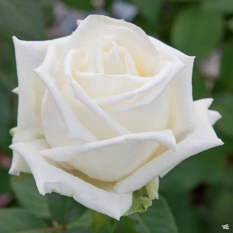 Queen Mary 2™ Rose Bareroot