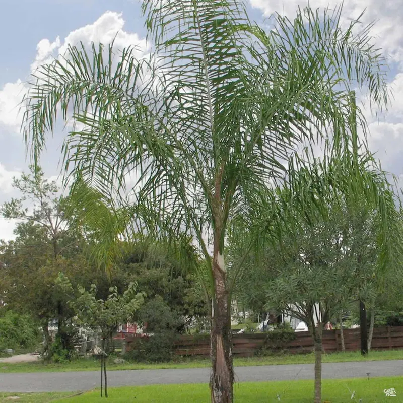 Queen Palm