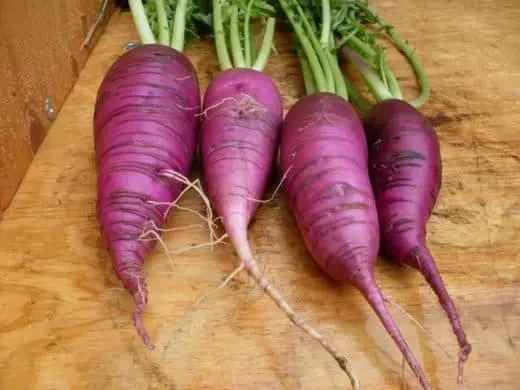 Radish 'Blauer Winter' (Raphanus sativus) - Seed AS