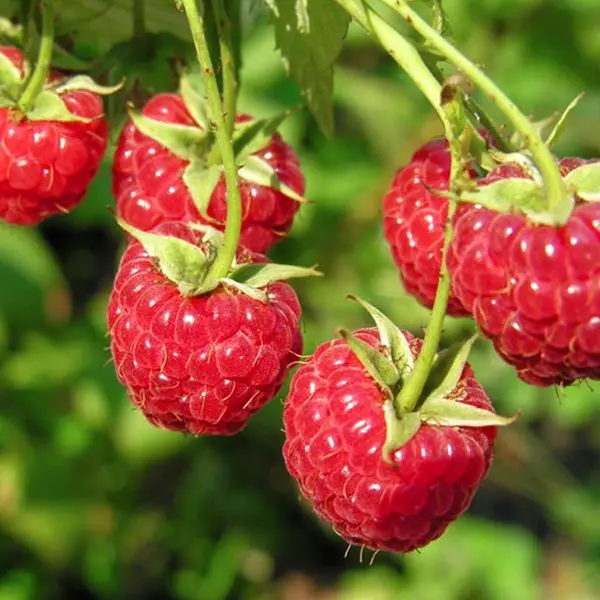 Raspberry 'Finnberry' (Rubus idaeus)