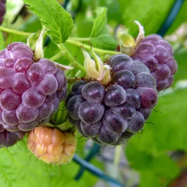 Raspberry 'Glencoe' (Rubus idaeus)