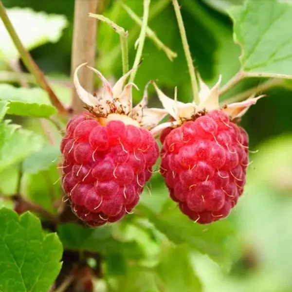 Raspberry 'Vintage' (Rubus idaeus)