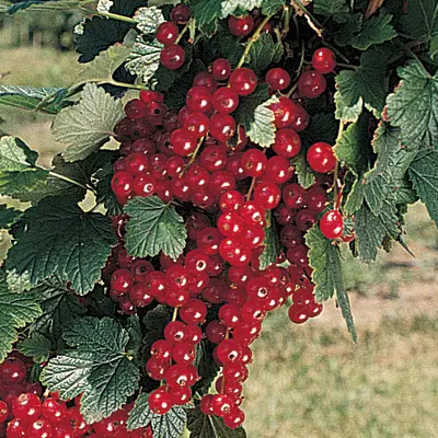Red Currant 'Rovada' (Ribes spp.)