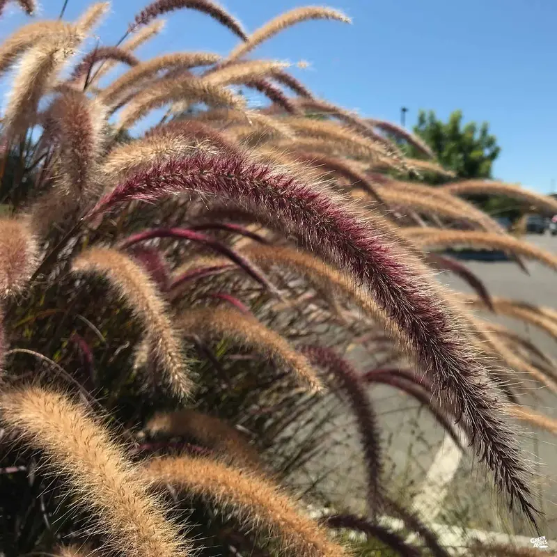 Red Fountain Grass