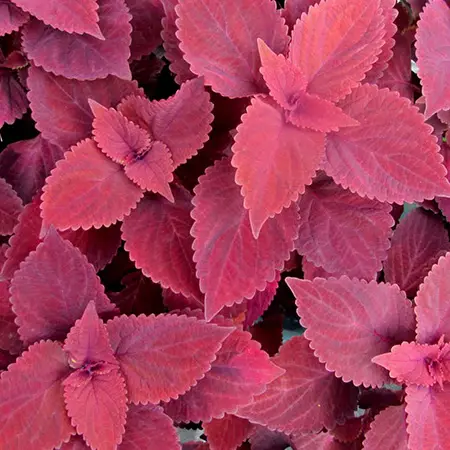 Red Head- 4.5" Fancy