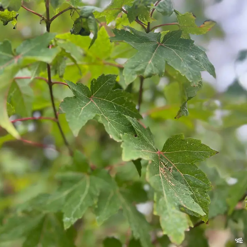 Red Maple 'Autumn Blaze'