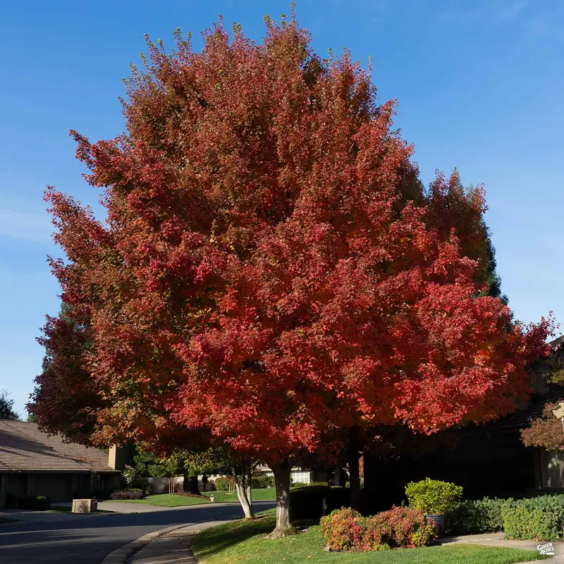 Red Maple 'October Glory'