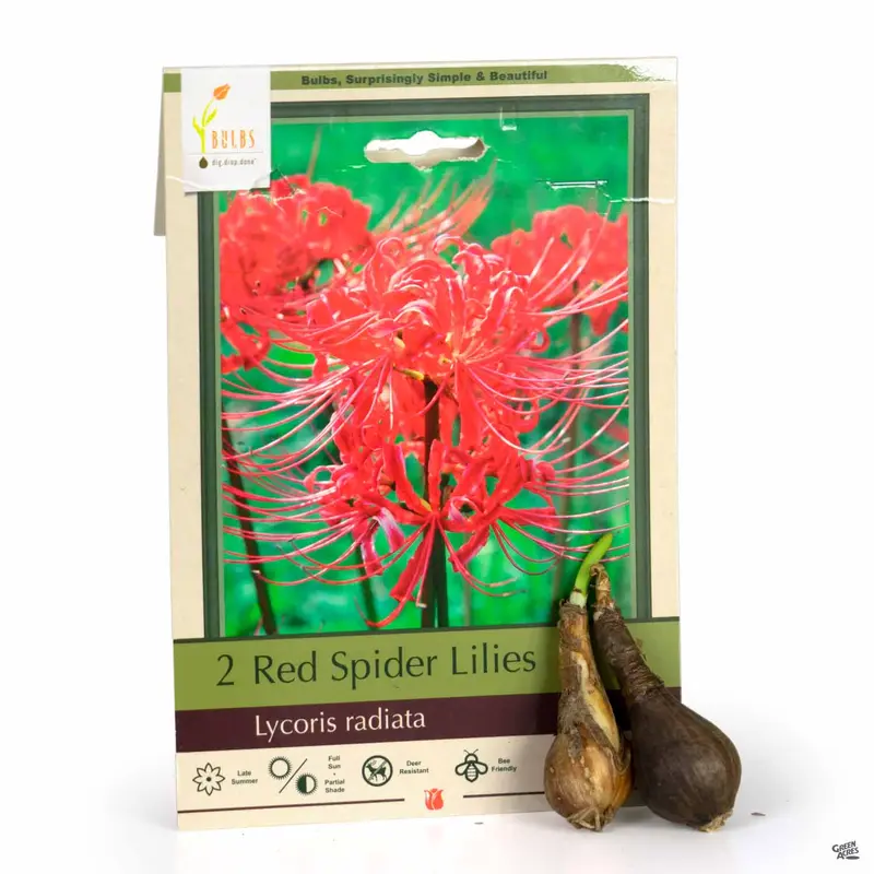 Red Spider Lilies