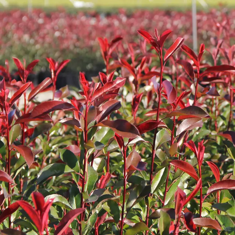 Red Tip Photinia Espalier