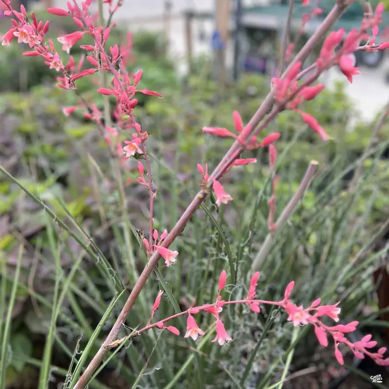 Red Yucca 'Little Giant'