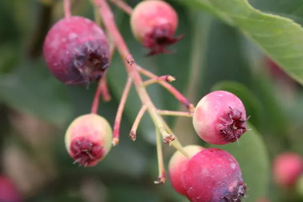 Regent Saskatoon Serviceberry-2 Gallon