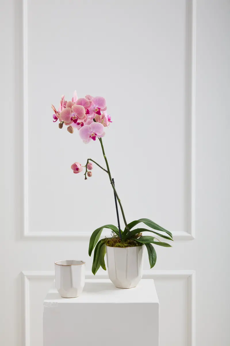 Renew Vase Set of 8 By Accent Decor