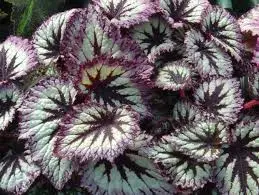 Rex Begonias- 5" Fancy