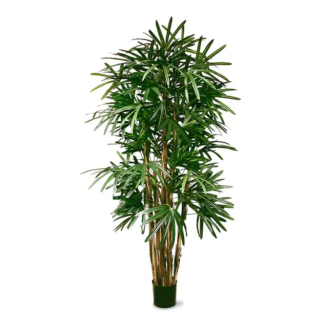 Rhaphis Palm 72"H, Potted By Gold Leaf Design Group