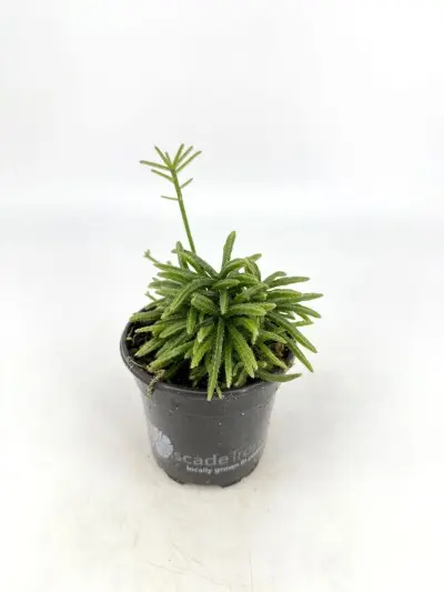Rhipsalis capilliformis (Mistletoe Cactus)