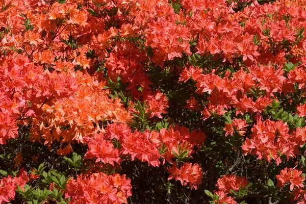 Rhododendron- Mandarin Lights Azalea-Orange