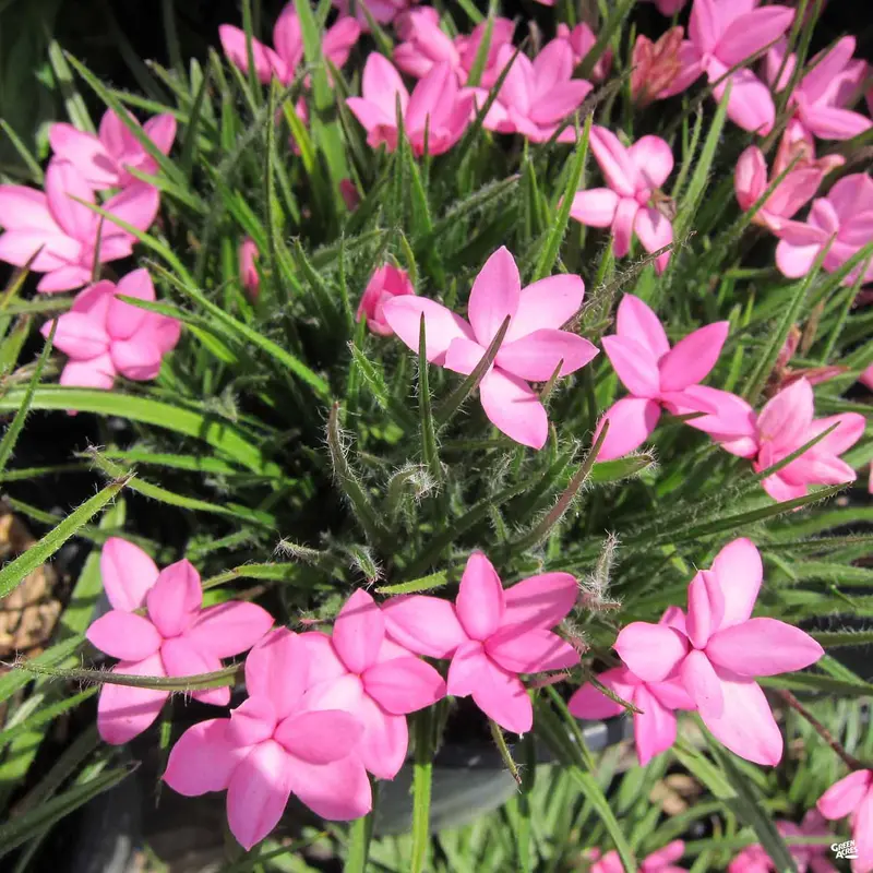 Rhodohypoxis