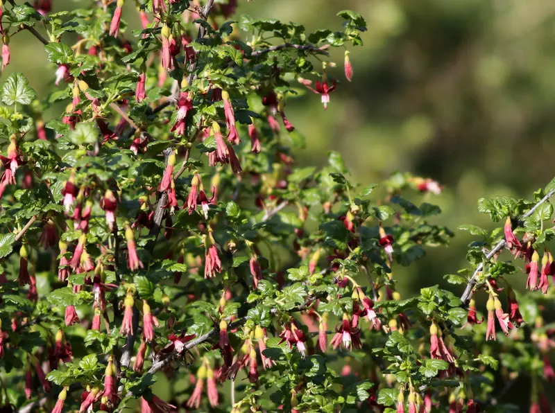 Ribes lobbii (Gummy Gooseberry)