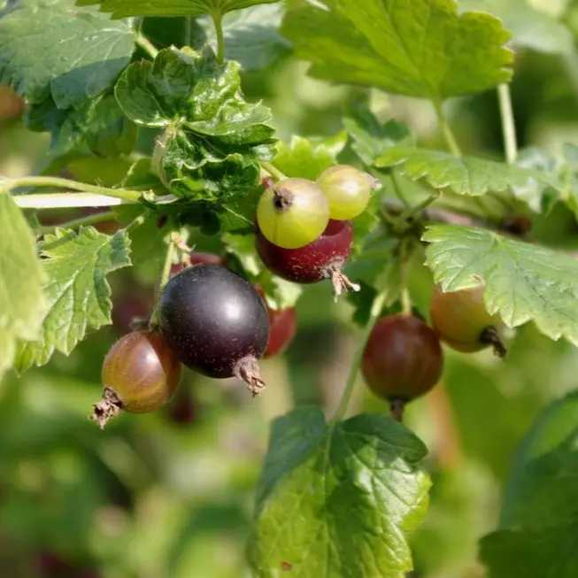 Ribes X nidigrolaria (Jostaberry)
