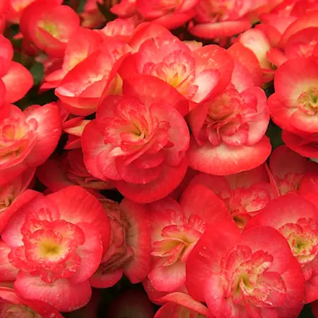 Rieger Begonias- 5" Fancy