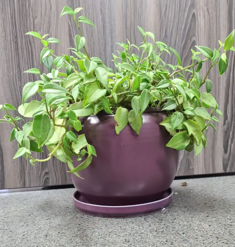 Riley Round Planter w/Saucer 9"