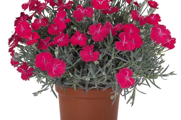Rock Ruby Dianthus