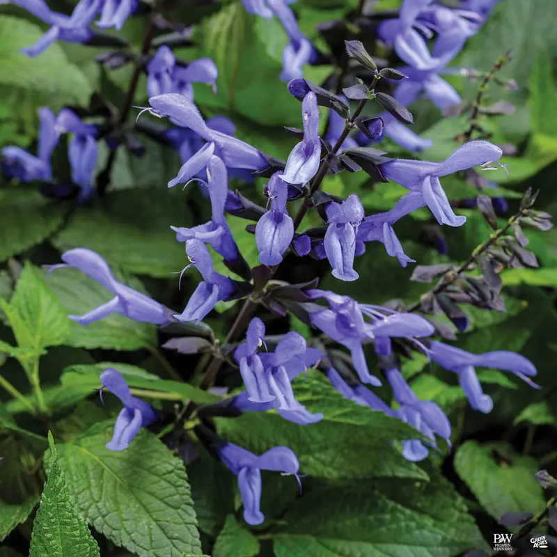 Rockin'® Blue Suede Shoes™ Sage