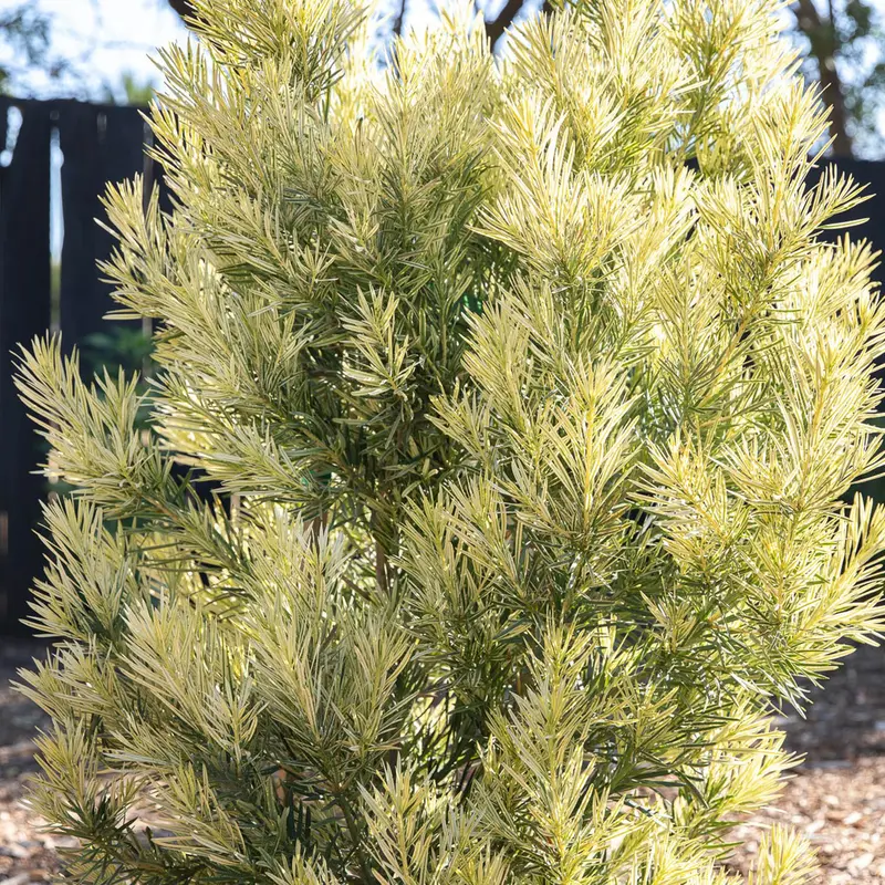 Roman Candle® Podocarpus