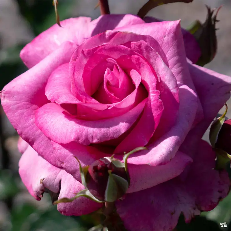 Rose 'Barbra Streisand' Bareroot