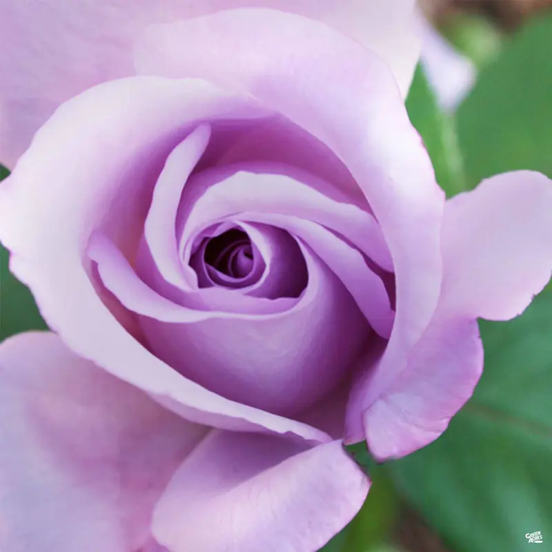 Rose 'Blue Girl' Bareroot
