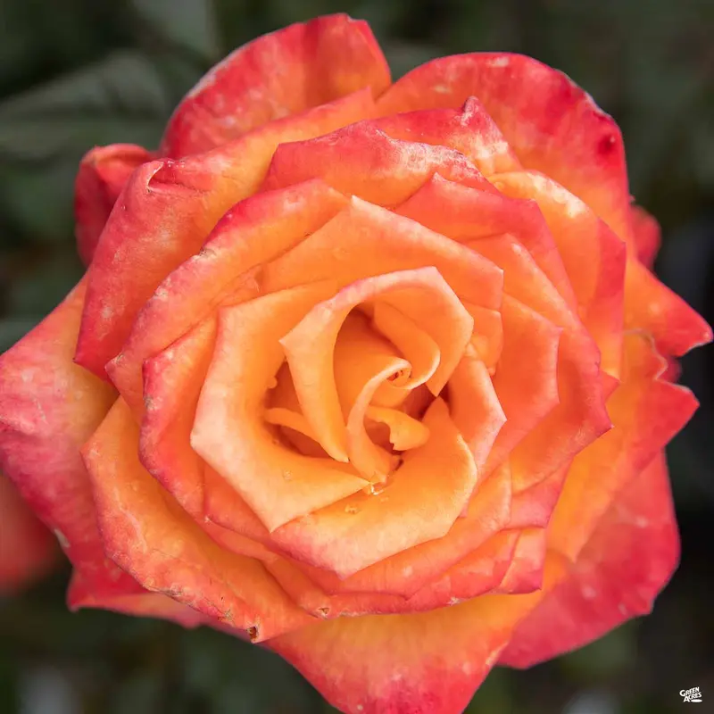 Rose 'Chris Evert' Bareroot