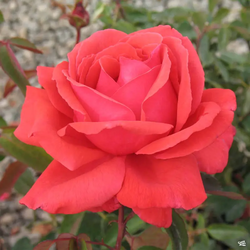 Rose 'Fragrant Cloud' Bareroot