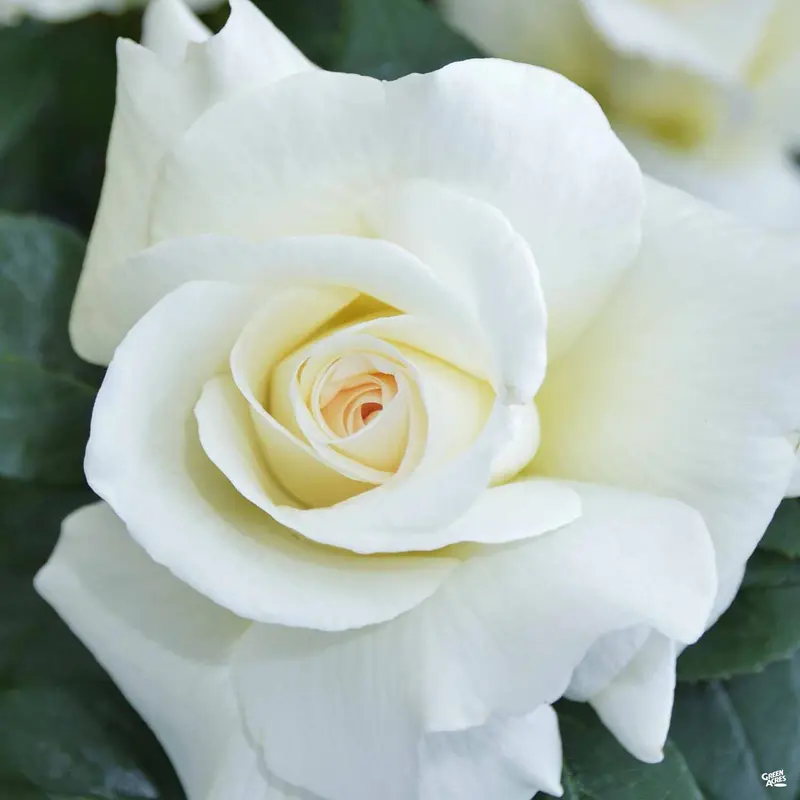 Rose 'Full Sail' Bareroot