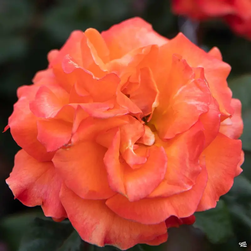 Rose 'Gingersnap' Bareroot